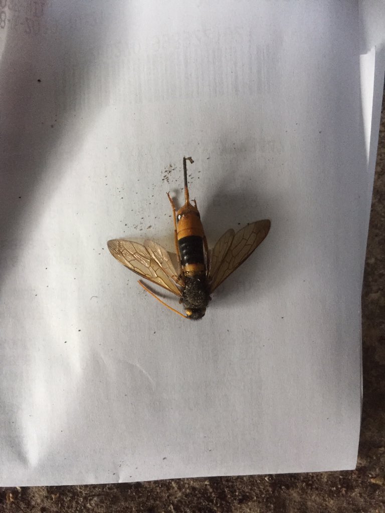 SpecialEventsGG's tweet photo. Could anybody confirm what little beastie is please, Thanks in advance 😊 https://t.co/z7vPVYcHv1
