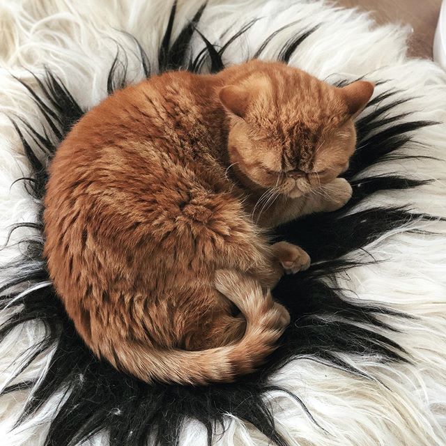 derpycatsandchn's tweet photo. Apollo hides in the middle of the black and white sheep rug, and she thought the hoomans won’t be able to find them. #apollothecat #derpycatsandchin #persiancat #fluffycat #cat #chat #catoftheday #weeklyfluff #gato #ginger #橘猫 #胖橘 #加菲猫 #garfieldcat #garfield https://t.co/waAhEyEdd8