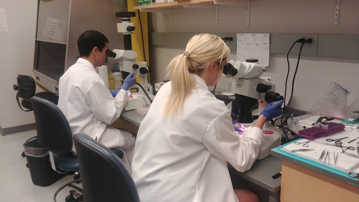 Picking islets for a study on the effects of maternal overnutrition on offspring islet development and function.