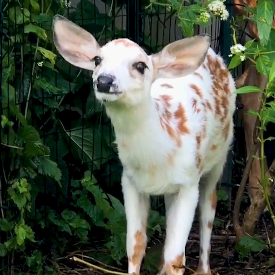 Greene Hung on Twitter: 