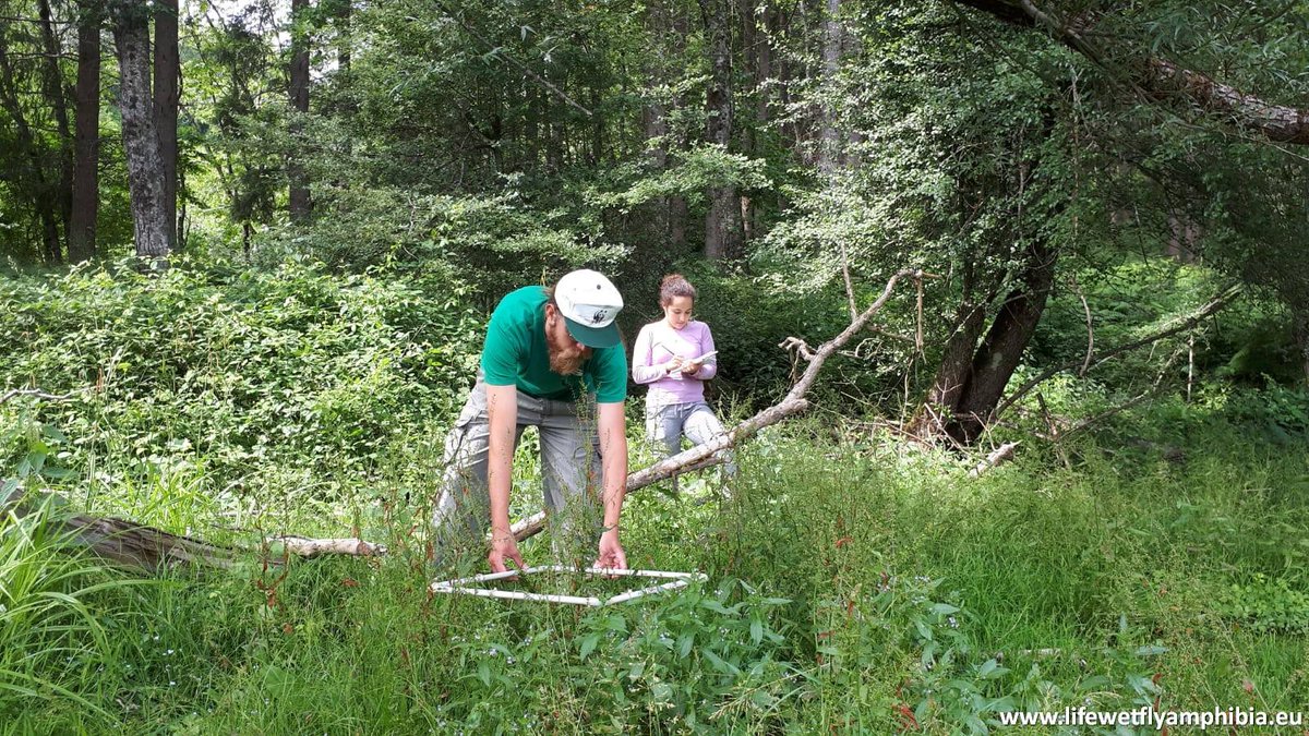 DREAm_Italia_EU's tweet photo. #LIFEWetFlyAmphibia action D3 Monitoring of the effectiveness of the re-establishment of hygrophile plant🌾communities in #ForesteCasentinesiNationalPark
A @LIFEprogramme project aimed at improving the conservation status of the populations of 🐸#amphibians and 🦋#butterflies https://t.co/dvVadg6CG1