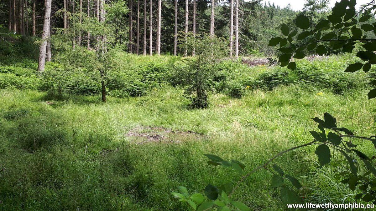 DREAm_Italia_EU's tweet photo. #LIFEWetFlyAmphibia action D3 Monitoring of the effectiveness of the re-establishment of hygrophile plant🌾communities in #ForesteCasentinesiNationalPark
A @LIFEprogramme project aimed at improving the conservation status of the populations of 🐸#amphibians and 🦋#butterflies https://t.co/dvVadg6CG1