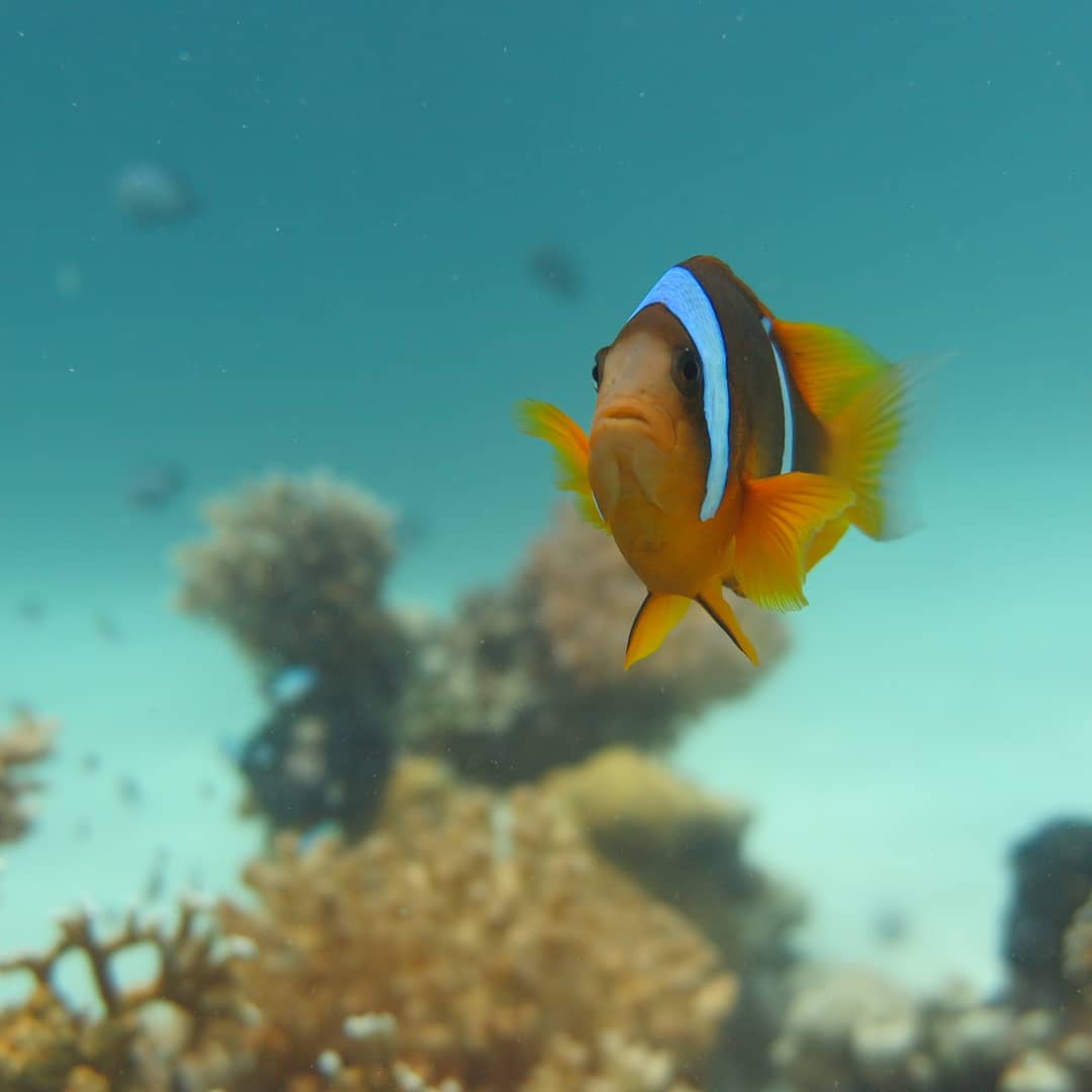 SplashRedSea tweet picture