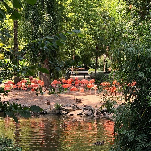 LeTaquineurBlog's tweet photo. Petite journée au Zoo! 🐅🐘🦜
.
.
.
#zoo #zoobeauval #animaux #savane #sauvage #wild #animals #flamantrose #flamingo #parc #wwf #letaquineur https://t.co/XtGP0JF4l6 https://t.co/EX42voZyWq