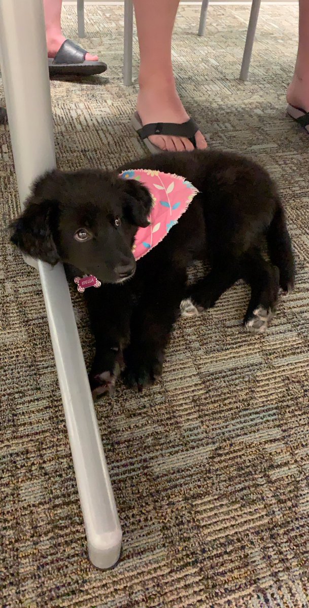 Hannah29630546's tweet photo. Stella was a huge hit at the staff meeting today! Thanks @CCRIAshley  for the doggy ice cream and toy! @CCRIMoorhead #ilovemyjob #puppydogeyes https://t.co/944jDUDhPD