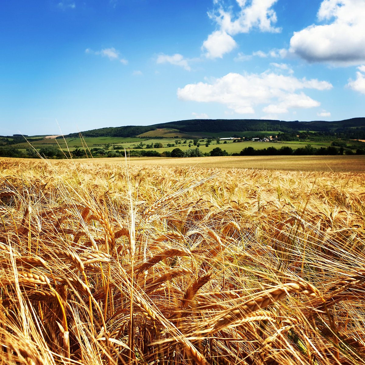Glorious sunshine and golden crops means harvest isn't far round the corner. Today's #cropwalk of this winter barley showing its only a couple of weeks off meeting the combine! #SWM #sillyseasonahead