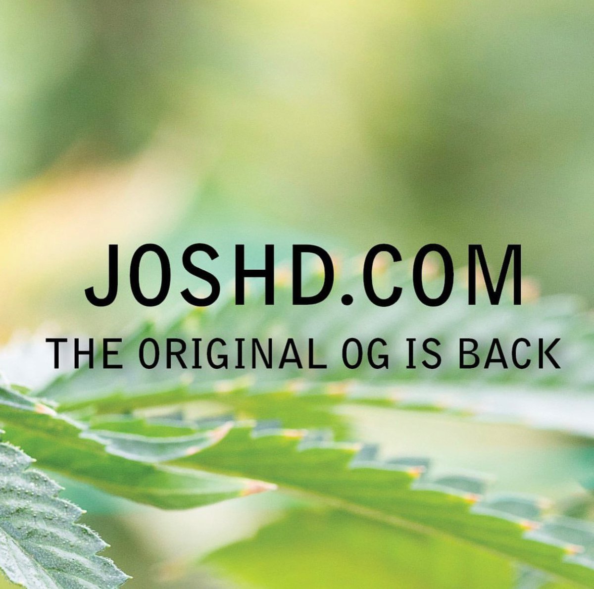 theogjoshd's tweet photo. OG Kush fueled a cultural phenomenon in L.A. Learn more at https://t.co/M11AI4zkJR 👌

#joshd #ogkush https://t.co/dHqASfXTKU