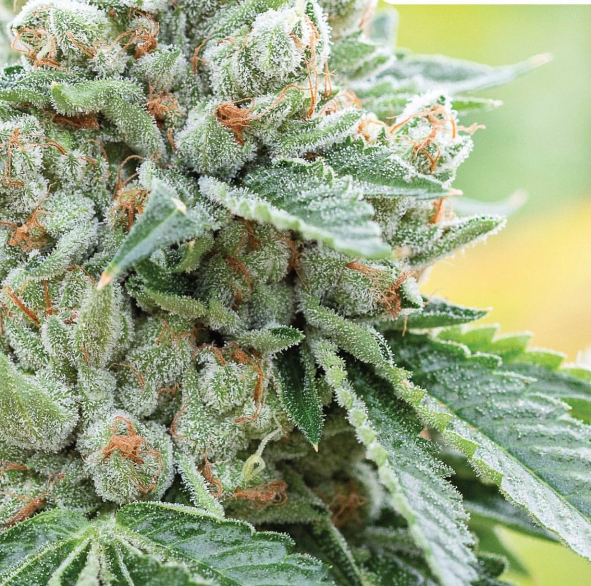 theogjoshd's tweet photo. OG Kush (OG stands for original) is pure potency which sparks an unparalleled expansive, inspired and long-lasting experience for new and veteran cannabis users alike 😀 Learn more at https://t.co/M11AI4zkJR .
#joshd #ogkush https://t.co/zKpPZCQKUk