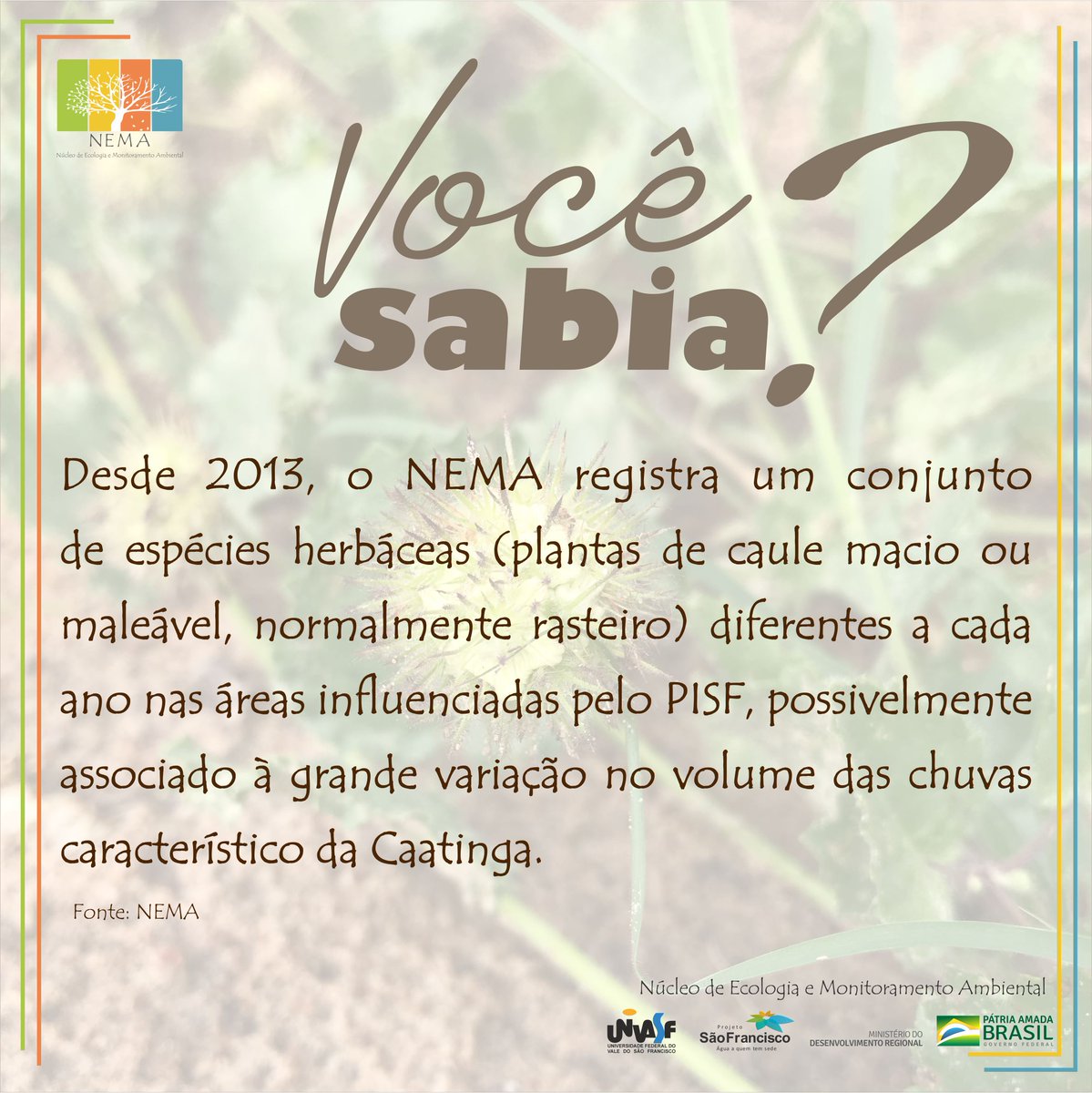 Quer conhecer mais sobre as ações do NEMA? Acesse: nema.univasf.edu.br 
#Ecologia #MonitoramentoAmbiental #UNIVASF #Caatinga #PISF #Biologia #RioSaoFrancisco #Herbáceas #MeioAmbiente #NEMA