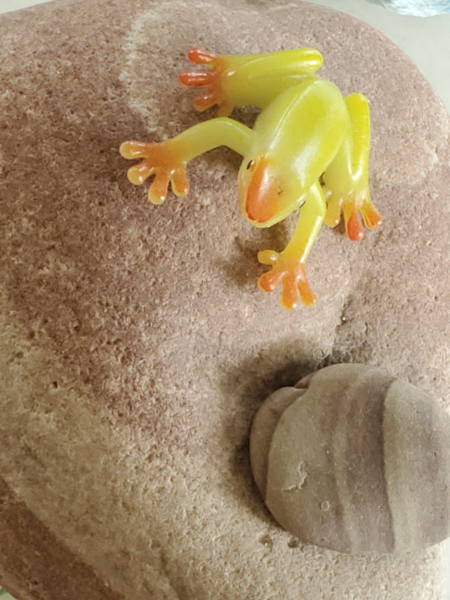 SlocumBeth's tweet photo. @KateWelshofer @WGRZ #MostBuffalo #KateMail 1 perfectly good frog https://t.co/g4BDNQfVQb
