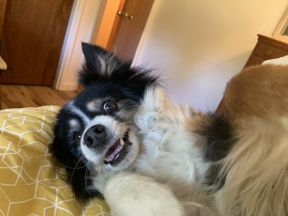 saraperi404's tweet image. Meet the Very Good Boy at my #sharp19 Airbnb