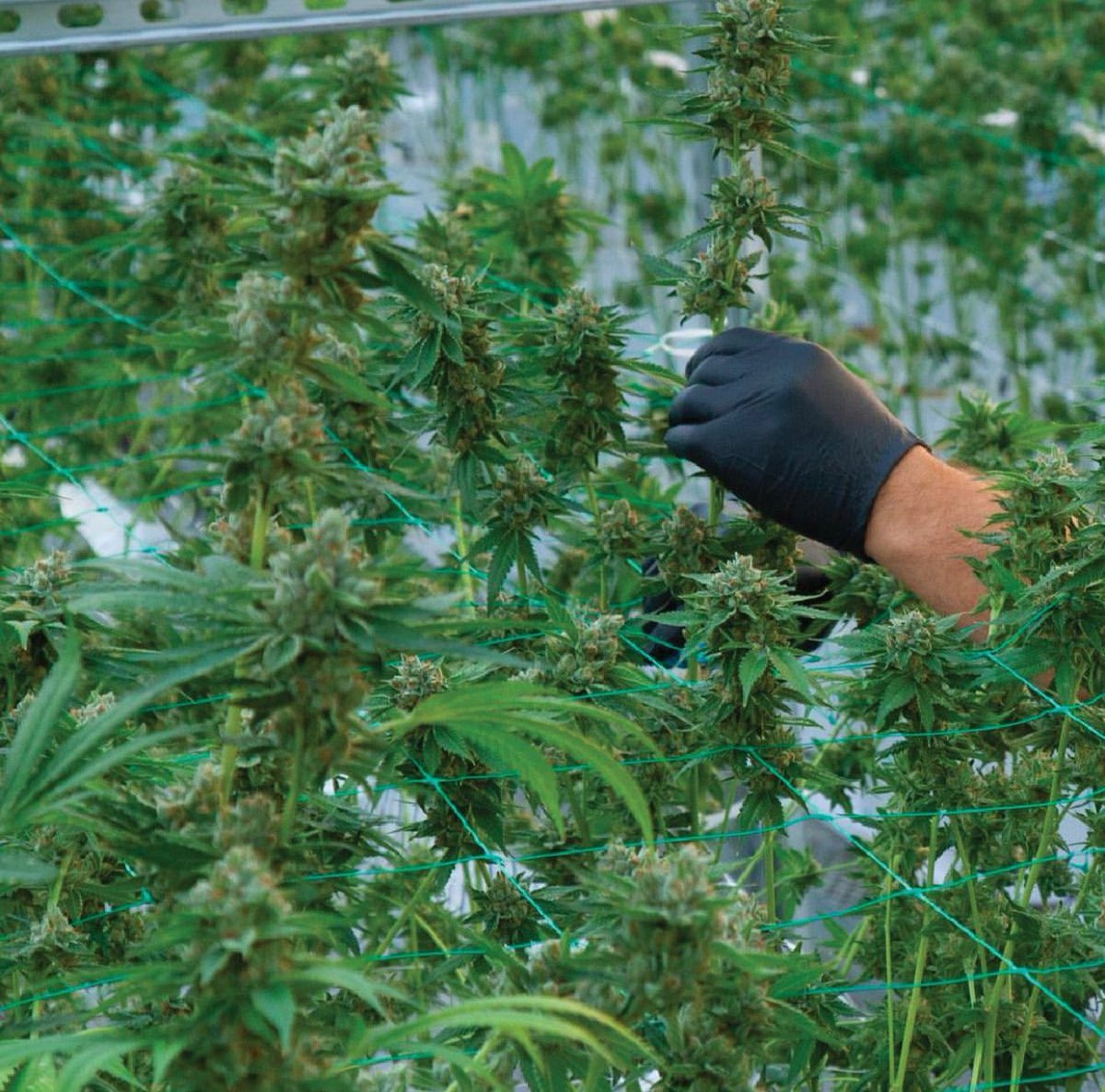 theogjoshd's tweet photo. The gorgeous diamond-studded flowers of OG Kush put off a dynamic, layered aroma so unique, with effects so equally rare, that Josh and his underground cannabis crew became determined to dial in techniques to grow this one-of-a-kind plant. https://t.co/Hw51EvprTA