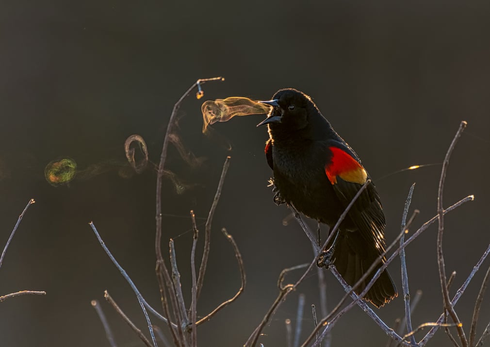 Huntley Meadows Park, Alexandria, Virginia, US. Red-winged blackbirds are among the most abundant and conspicuous birds in north America Photograph: Kathrin Swoboda/Audubon photography awards