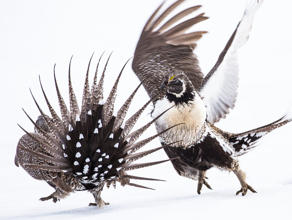 Pinedale, Wyoming, US. On a greater sage-grouse dancing ground, or lek, the stakes are high.  Photograph: Elizabeth Boehm/Audubon photography awards