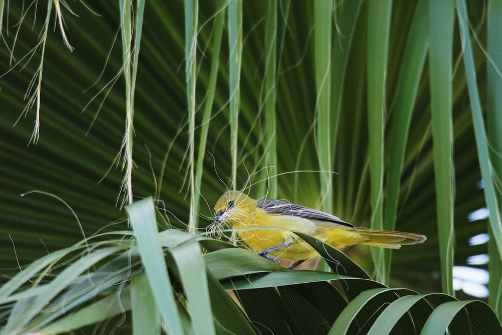 San Diego, California, US. Orioles build hanging nests, weaving plant fibres for a lightweight but durable structure.  Photograph: Michael Schulte/Audubon photography awards