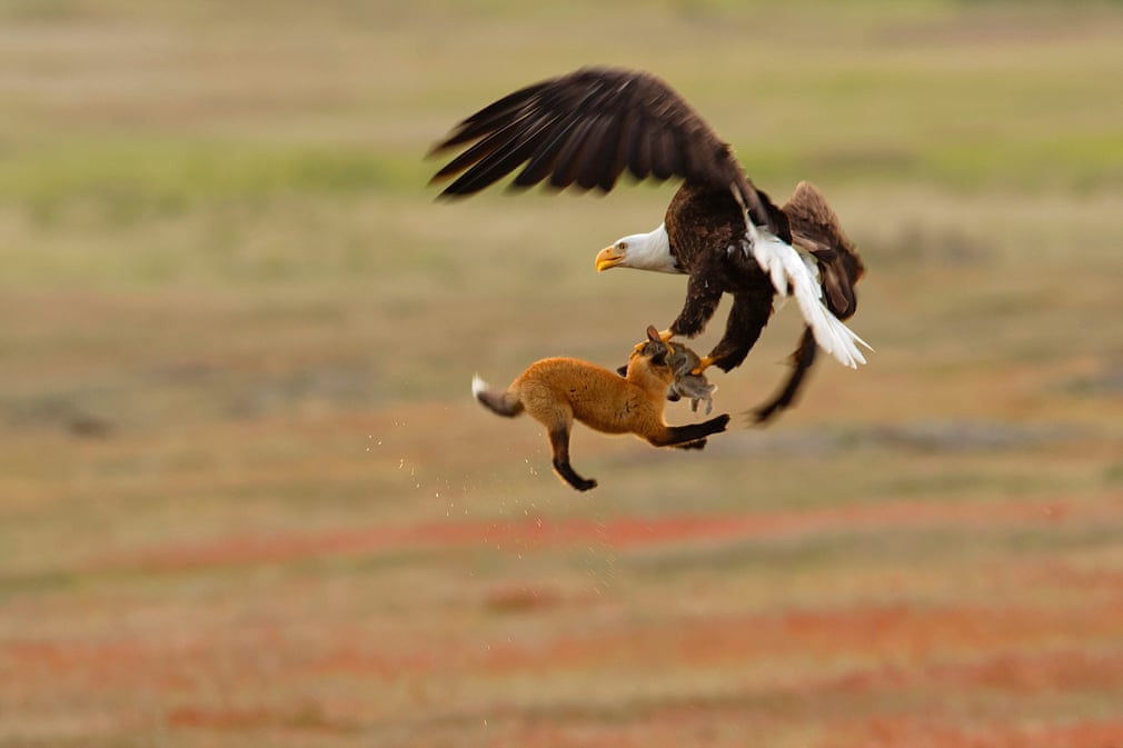 Bald eagle and red fox tussling over rabbit, San Juan Island national historical park, Washington. Photograph: Kevin Ebi/Audubon photography awards