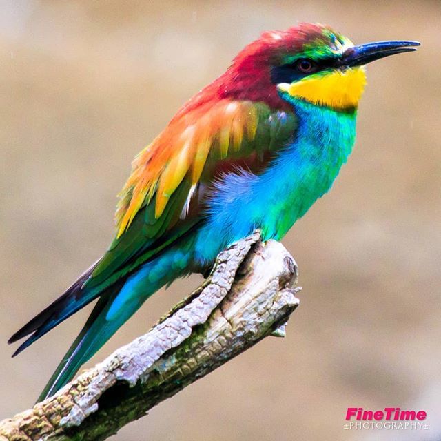 #rainbow #bird not a #robin but #colourful #pretty #ornithology #birdwatching #nature #natural #bright #photography