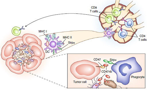 Programmable bacteria as #cancer therapy: News &amp; Views by Stephanie K. Dougan <a href="/DanaFarber/">Dana-Farber</a> covering recent work from <a href="/tdanino/">Tal Danino</a> and colleagues | go.nature.com/2GeccZP #ImmunoTherapy #SyntheticBiology