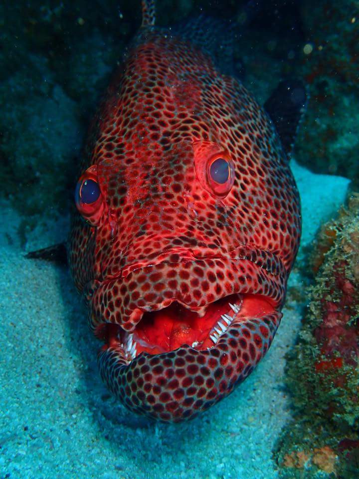 Alpha Dive Centre tweet media