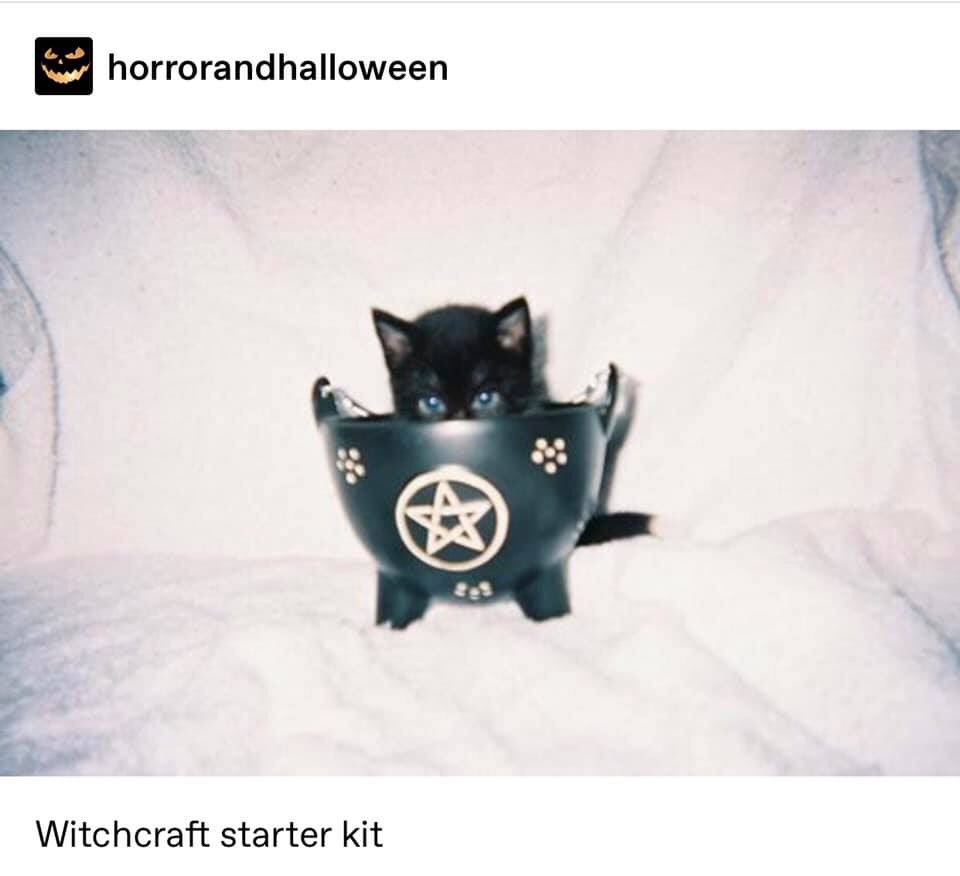 CovenLunar's tweet photo. This 🖤🥰🖤😸🌙✨🔮  #witch #lunarlightscoven #witchesofinstagram🔮🌙 #witchbitch #witchlife #witchythings #witchyvibes #instawitch #allwitchesmatter https://t.co/movbJgzTrZ