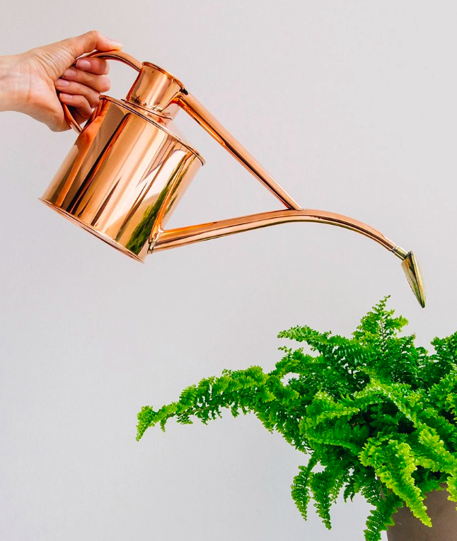 HelloImpulse's tweet photo. The Copper Watering Can from @koskela_ | Handcrafted from solid copper, in the Haws 100 year old traditional shape | https://t.co/ydHIoTP356 | A$160 | 💦 #Garden #Gardening #WateringCan #Koskela #Impulse https://t.co/O6aGLep0Mg