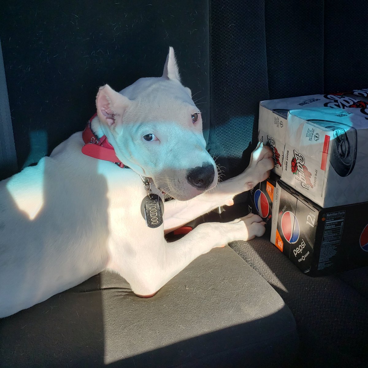 DogoVoodoo's tweet photo. I've got my #pop 🥤ready for the #party 🎉 

#dogoargentino #dog #dogoargentinopuppy #dogolife #dogphotography #dog_features #dogstagram #dogoftheday #doggo #dogsofinstaworld #Omaha #ArgentinoDogo #dogoftheweek #dogoftheyear #Dogopower #puppy #puppylove #puppiesofinstagram #dogo https://t.co/aRX6XBjdld