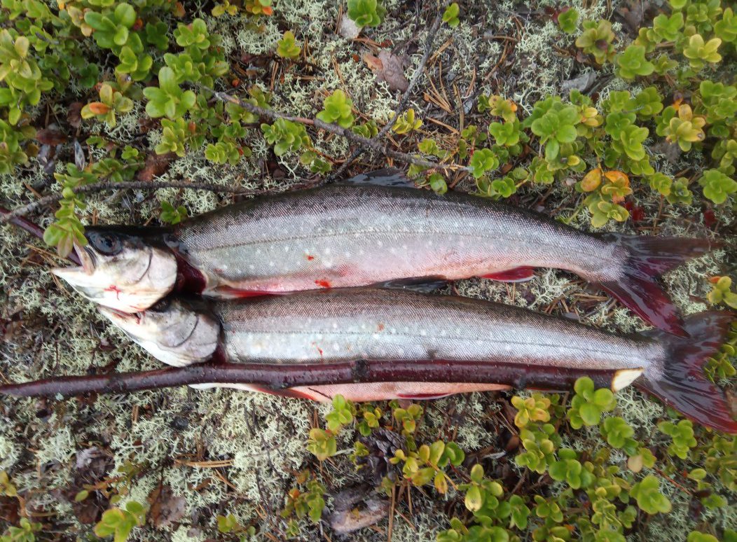 PaaTur's tweet image. @PaaTur og mye motvind på #rogen i dag. Da hjelper det at #røya biter. #spinner #middag