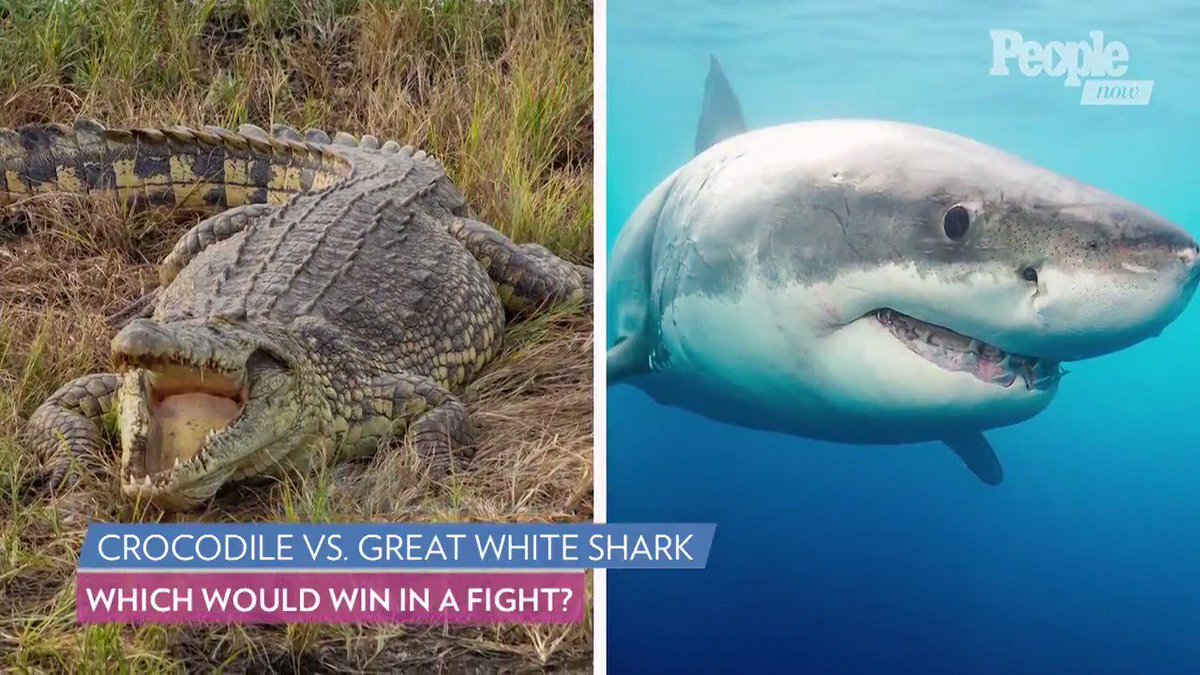 Saltwater Crocodile Vs Great White Shark Christopher Gillette | A Few