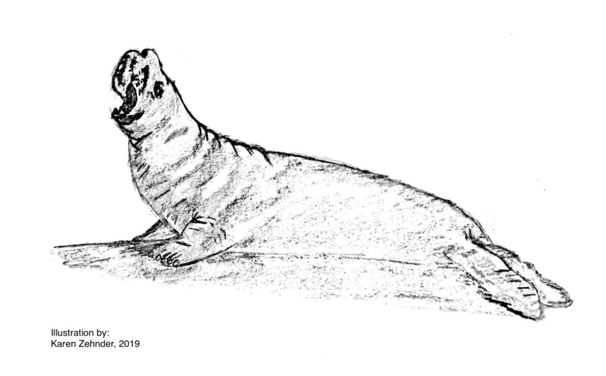 faunabio's tweet image. Fauna Bio’s new blog post by CEO @ashleyz413 is out! Her interview with Prof Jane Khudyakov dives deep into the biology of elephant seals and metabolic syndrome. faunabio.com/new-blog