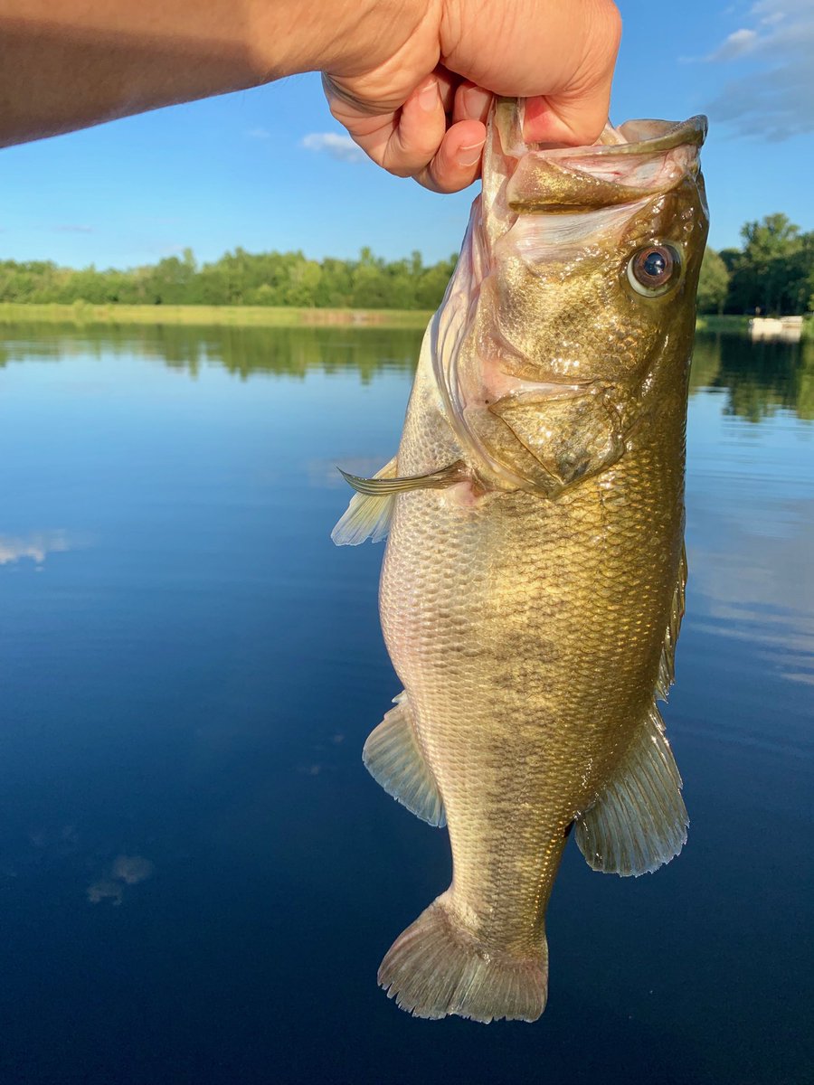 SoonerJohns's tweet photo. 3.54 lbs. #HiddenLake #Wormin’ https://t.co/sdNLiVAnF2