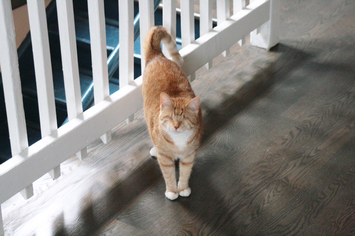 reythekitten's tweet photo. It’s been too long! Hello everyone! We will be back soon! We are moving to a new place soon!😽💨♥️ #cat #home #soon #love #summer #happy #daddy #neko #orange #comfy #play #aww #reythekitten https://t.co/moW1PvId9y