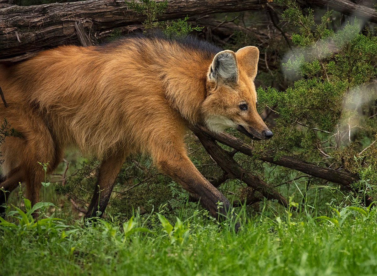 This good boy is called a maned wolf. They live in South American grasslands, but are endangered due to habitat loss, as well as shy and generally afraid of humans. But I think they’re incredible. Also, apparently their urine smells like marijuana.