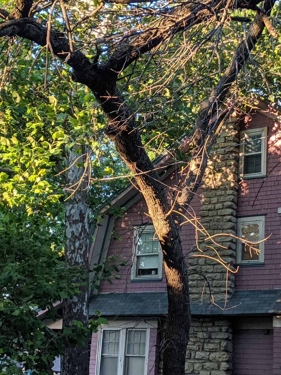imadorkydancer's tweet photo. @KCMO311 dead tree touching light pole power line @ 38th and Mercier. @KCMO311 says it's @KCPLConnect issue, @KCPLConnect says it's a kcmo issue. https://t.co/ahN9ZRTas7