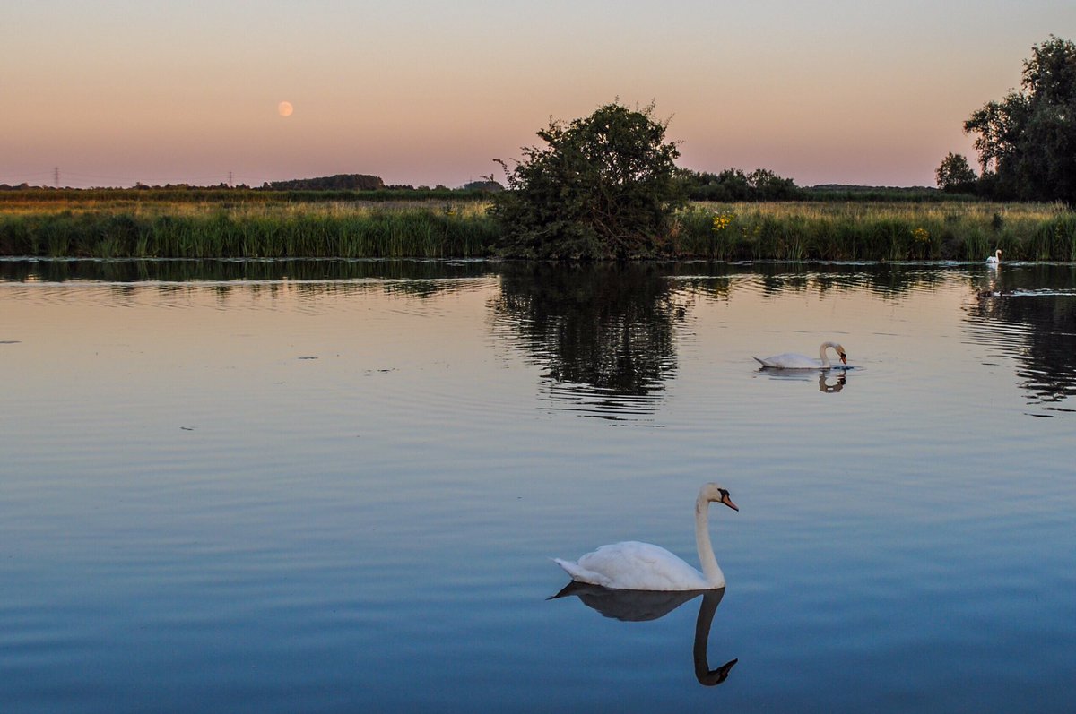 VeronicaJoPo's tweet photo. Love summer evenings like this, just #priceless #loveukweather #stormhour #swan #moonrise #riverside #flyinglikeabird #ballsphotos #picoftheweek #celebratethefens @metoffice @StormHour @wildlifebcn @HerewardCountry @itvanglia @ThePhotoHour @visitely @FascinatingFens @Fen_SCENE https://t.co/5ePPLfx8nN