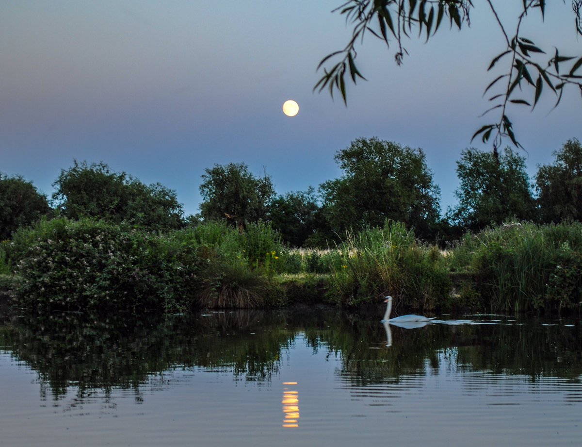 VeronicaJoPo's tweet photo. Love summer evenings like this, just #priceless #loveukweather #stormhour #swan #moonrise #riverside #flyinglikeabird #ballsphotos #picoftheweek #celebratethefens @metoffice @StormHour @wildlifebcn @HerewardCountry @itvanglia @ThePhotoHour @visitely @FascinatingFens @Fen_SCENE https://t.co/5ePPLfx8nN