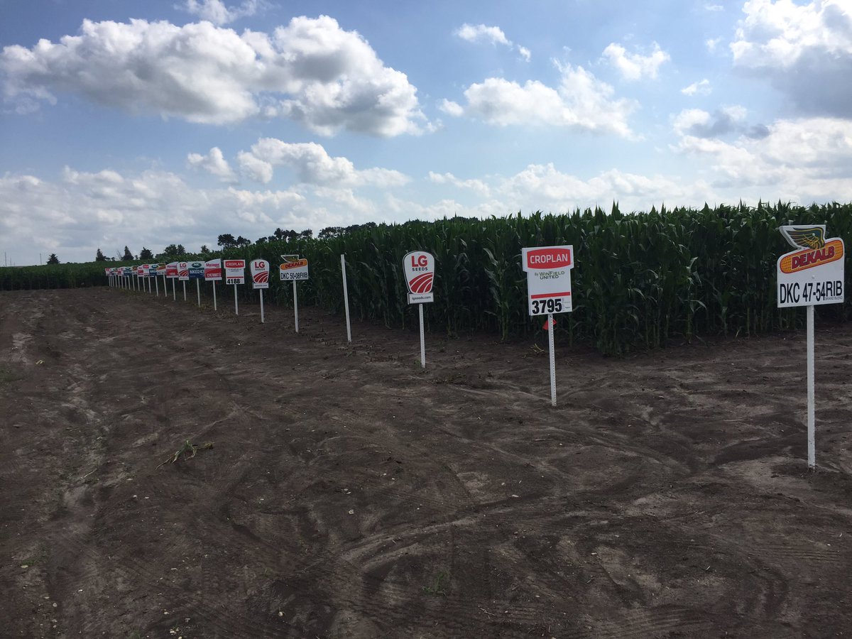 darrickwegner's tweet image. CV Replicated Trial. Darfur. #cornplot #0243