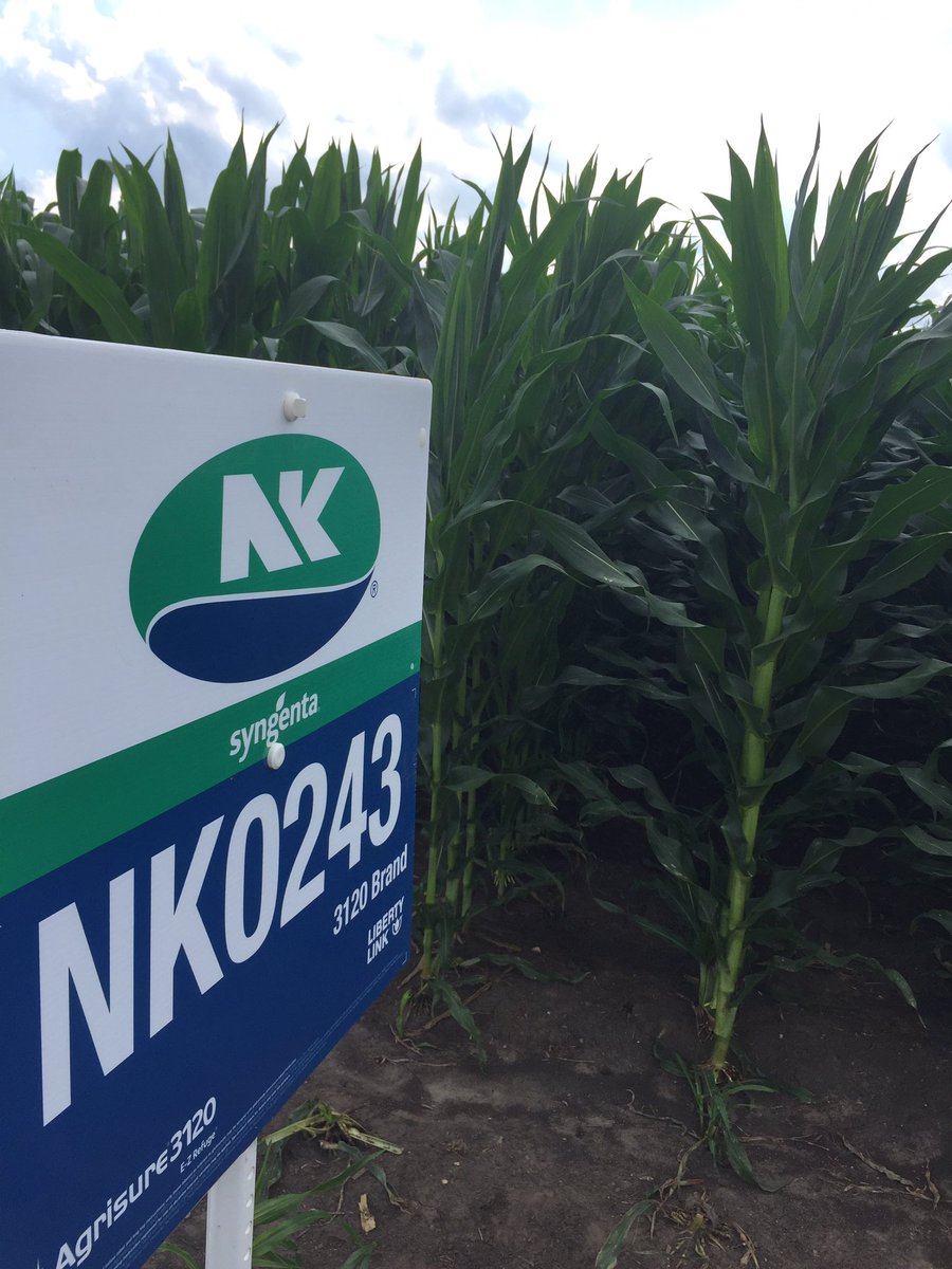 darrickwegner's tweet image. CV Replicated Trial. Darfur. #cornplot #0243