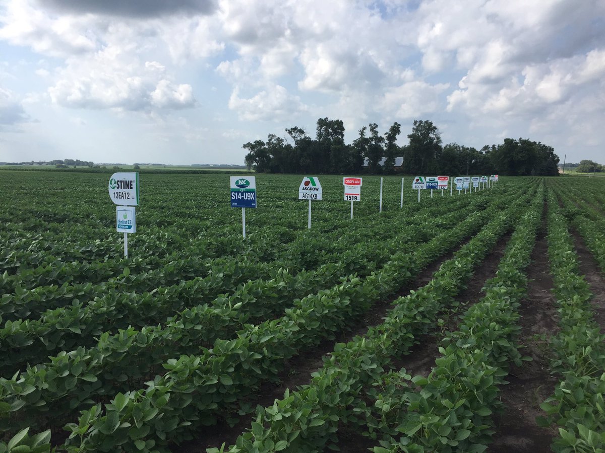 darrickwegner's tweet image. CV Replicated Trial. Darfur. #cornplot #0243