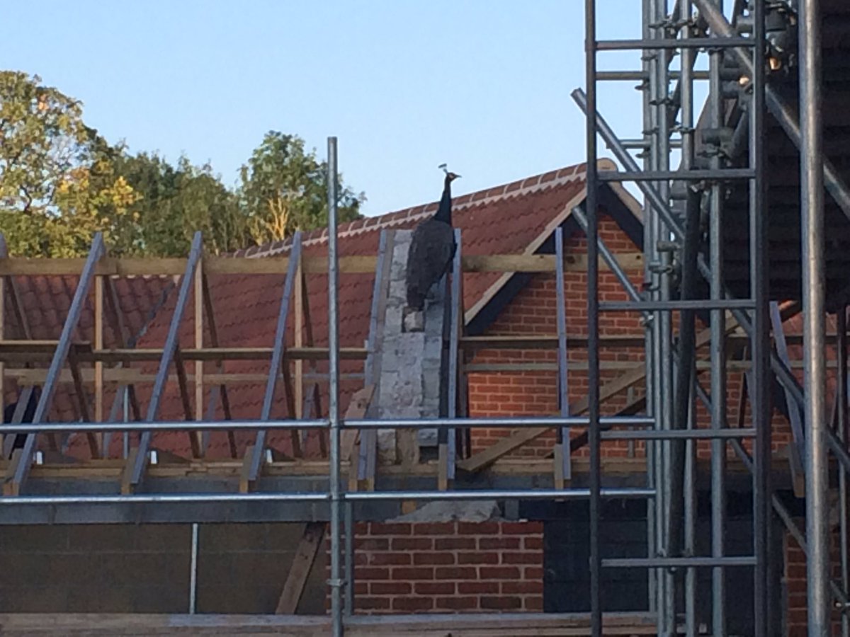 Debbie_27_'s tweet photo. Was not expecting to see three peacocks on the partially completed house next to ours when I got home tonight! Managed to capture one of them! #visitingpeacocks #notexpectingthat https://t.co/OgoIyEJNUG