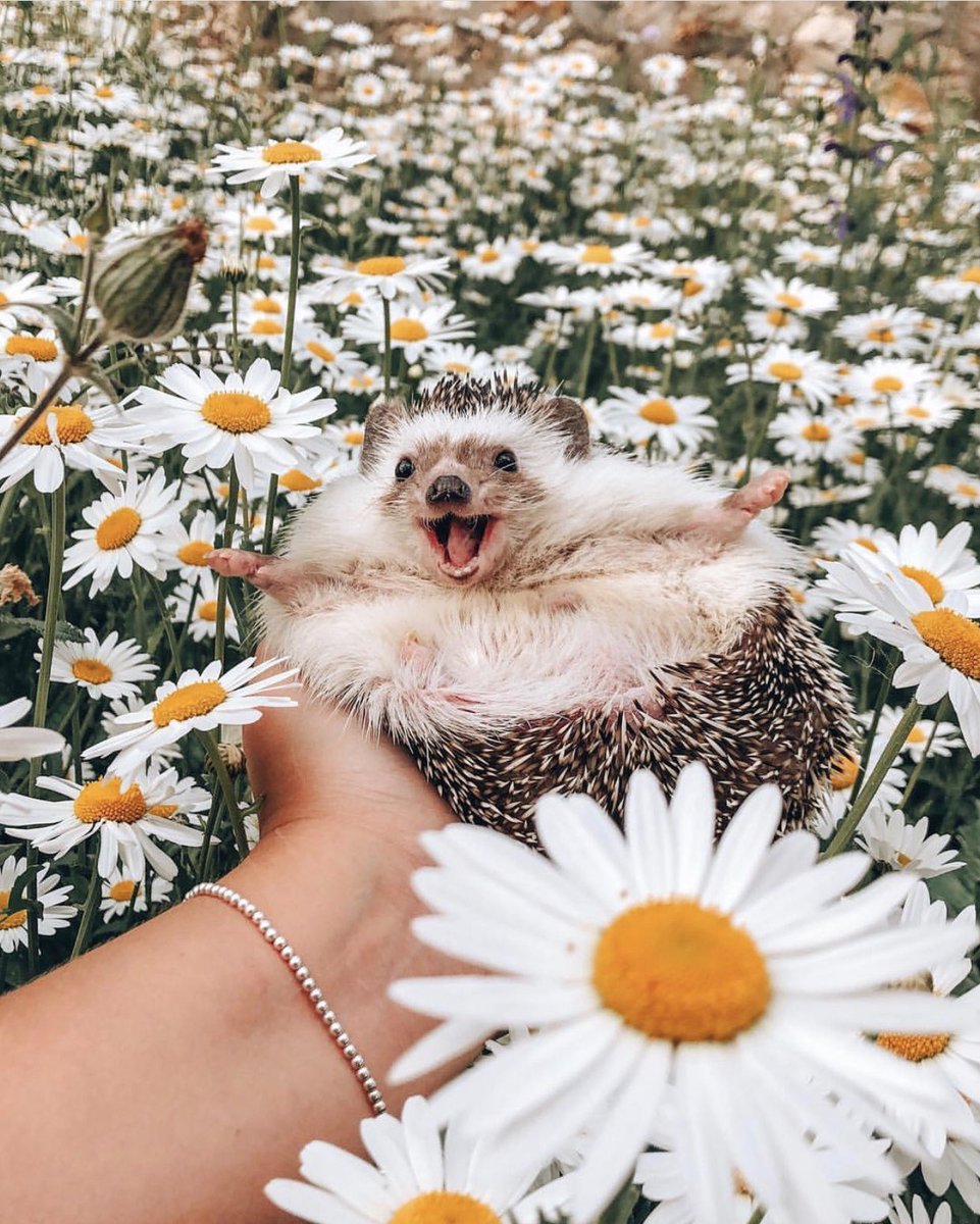 wearehappyplace's tweet photo. Because we all could use a little more HAPPY on a Monday. 😆 #CaptureYourHappy
📷: mr.pokee https://t.co/tYs7zyls06