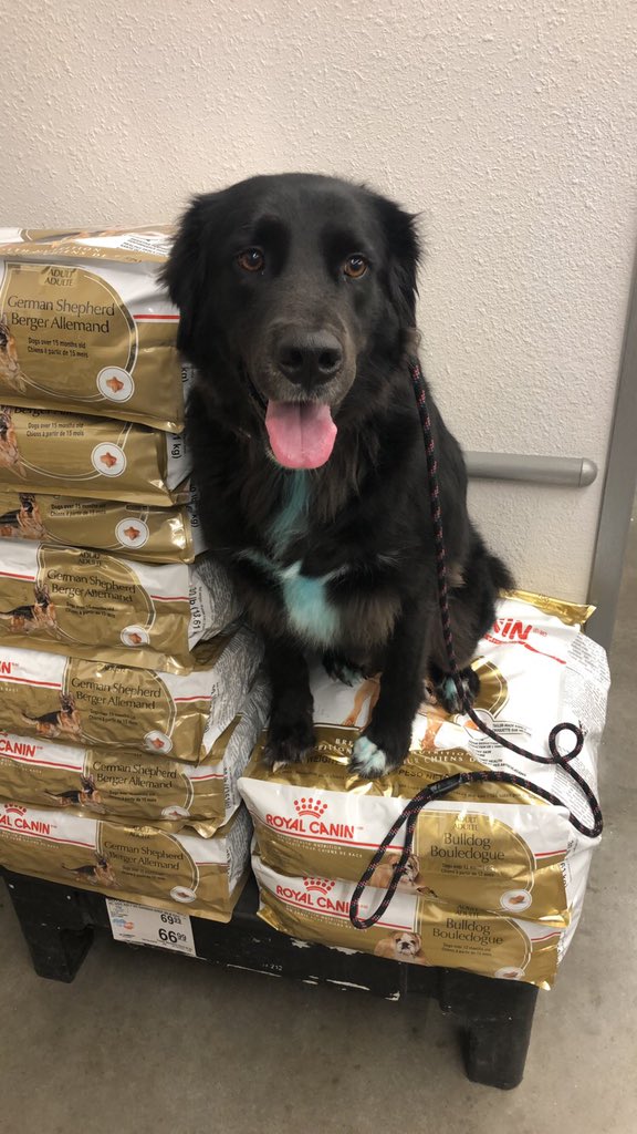 Raynerd_69's tweet photo. https://t.co/VEy9r2pTwH  hey guys, champ is going through a tough time right now. He’s had heartworms for a while and after 6 months of slow treatment they’ve gotten worse, so he’ll start a new more aggressive treatment and needs some support. Pls rt and post pics of your pups! https://t.co/zWyLOR5O58