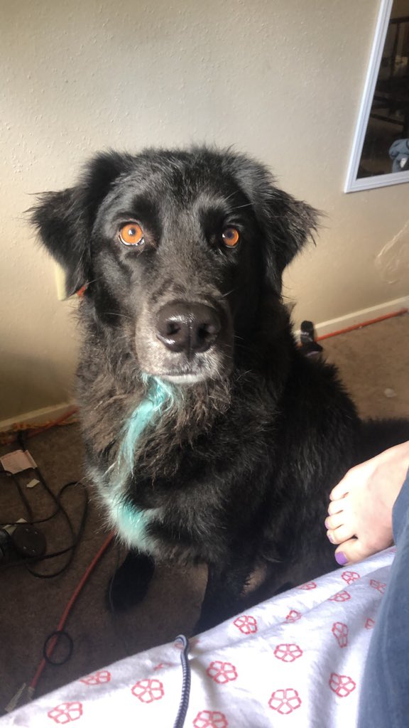 Raynerd_69's tweet photo. https://t.co/VEy9r2pTwH  hey guys, champ is going through a tough time right now. He’s had heartworms for a while and after 6 months of slow treatment they’ve gotten worse, so he’ll start a new more aggressive treatment and needs some support. Pls rt and post pics of your pups! https://t.co/zWyLOR5O58