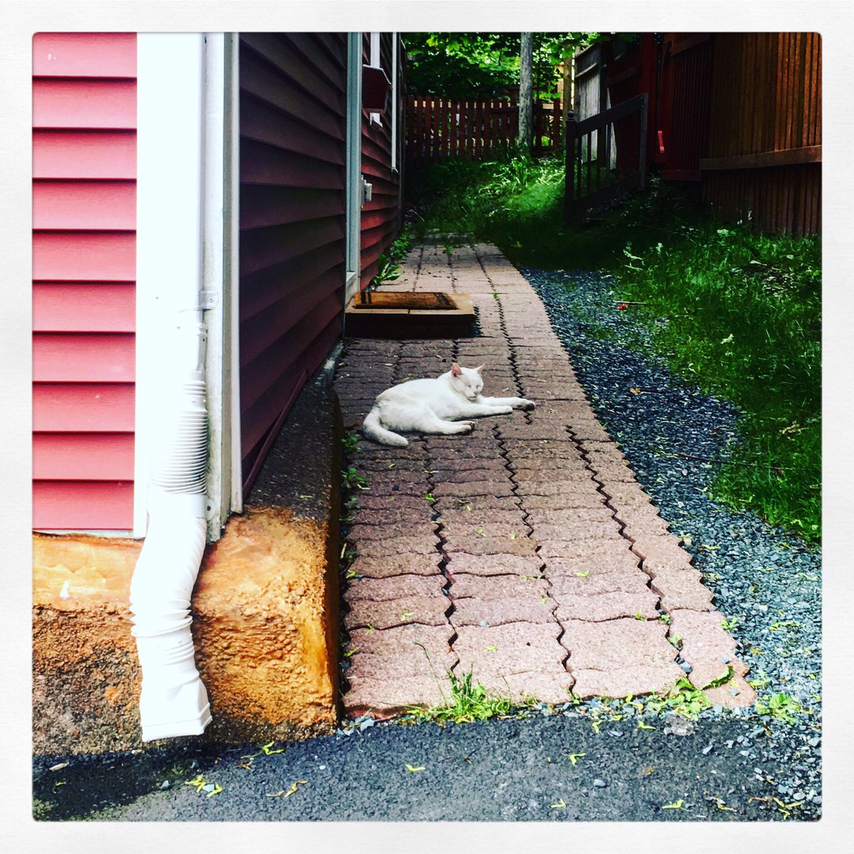 One of those foggy, lazy summer evenings in St. John’s #yyt