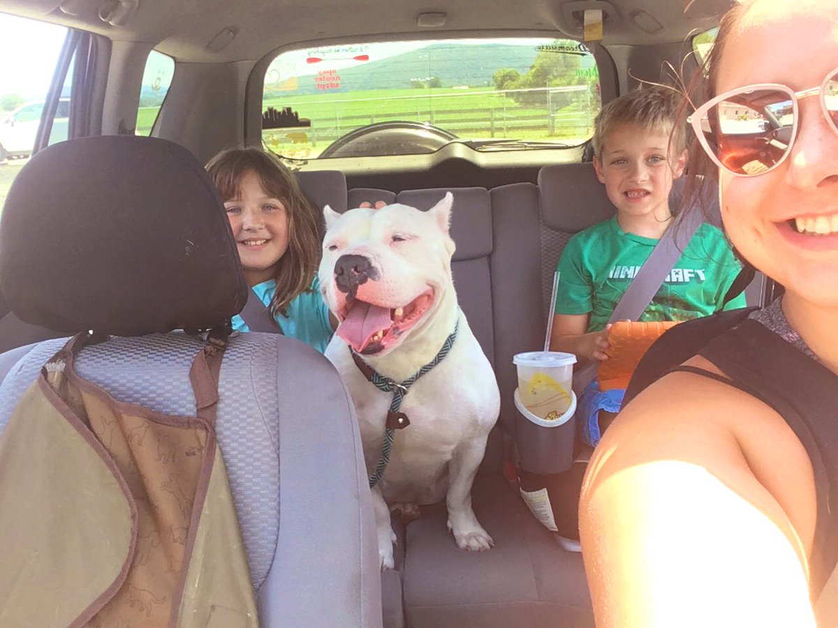 #Adoptable Bianca went on an outing today <a href="/BrustersFresh/">brustersfresh</a> 💜🐾🍦☀️