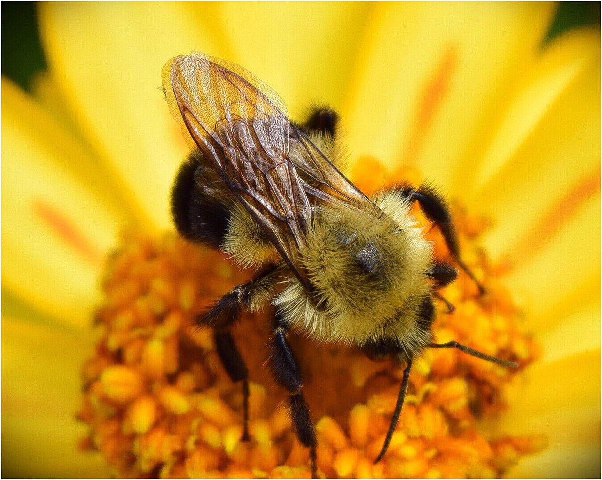 yankeelimner's tweet photo. #Beehappy #Beegood #Beekind #bumblebee #summerinsects #savethebees #Nikonphotography https://t.co/Z16X2Inymh