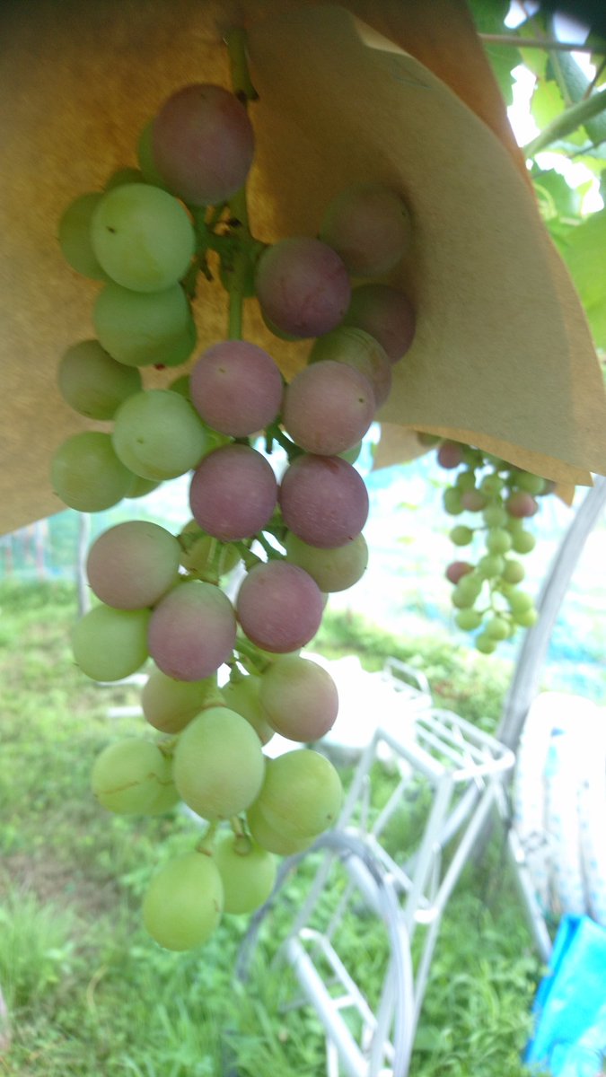 サマーブラック