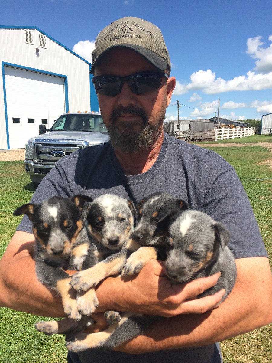 Know anyone looking for a Blue Heeler pup? Give us a call at 306-771-2305. 6 males and 1 female available.
#cowdogs