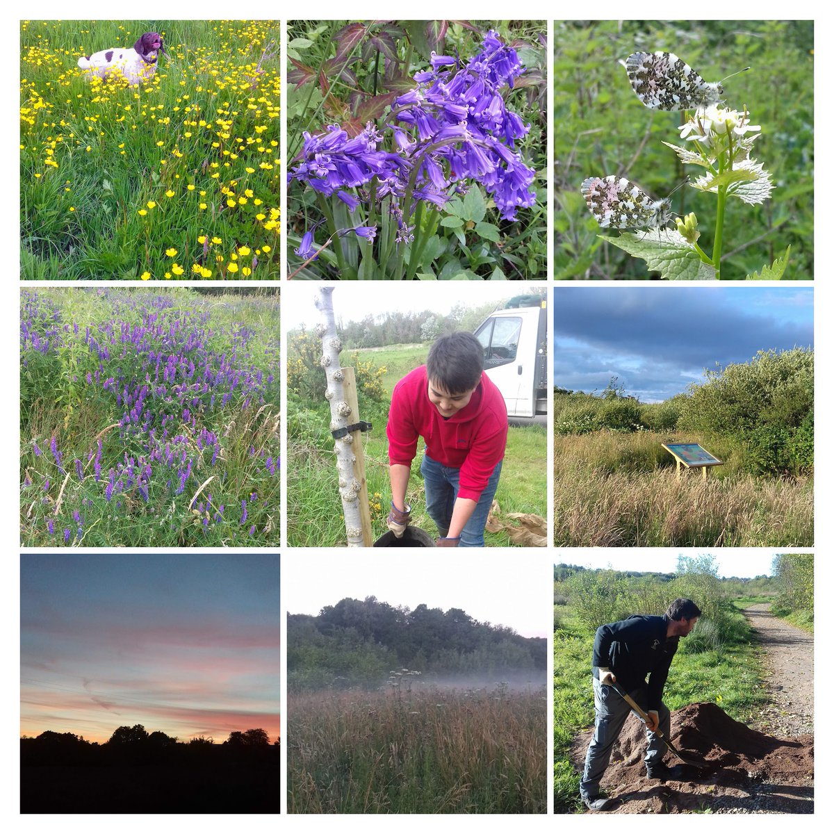HaileyPkCardiff's tweet photo. Delighted to say that once again we have been awarded the Green Flag Community Award for our Hailey Park Meadow for 2019/20 @GreenFlagAward #GreenFlagWales #GwobrYFanerWerdd #lovetheoutdoors #awardwinning #parks https://t.co/O6kMfCw362