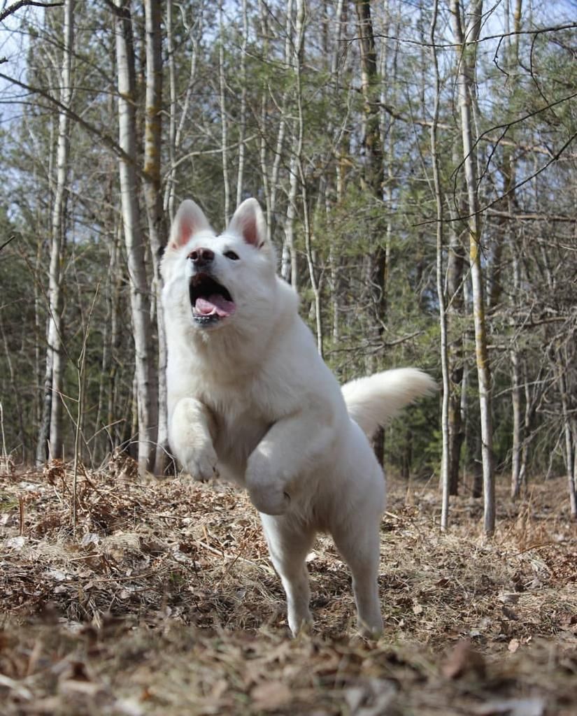 TreatAmazing's tweet photo. When She saw Amazing things, She would jump furthest with enthusiasm 
.
.

#bulldog #bullterrier #malamute #akita #americaneskimo #australianshepherd #australianterrier #barbet #beagle #bluelacy #bordercollie #bolognesedog #bostonterrier #boxersofinstagram #boykinspaniel #briard https://t.co/DNpdsmamxN