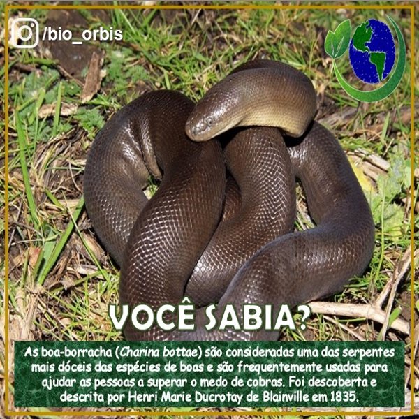 LARVA - Caça às cobras, 2019 Filme completo